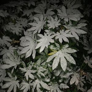 Meet your Posher, Eemmaa